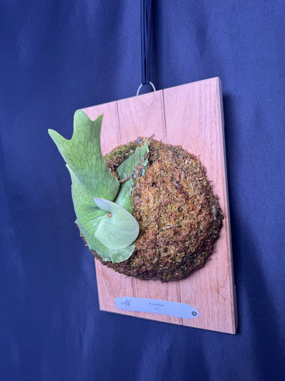 Platycerium wandae mounted pup