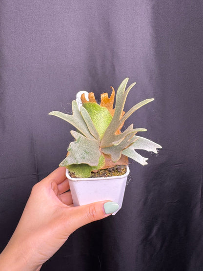Platycerium Willinckii 'Nano' sporeling potted - NN06