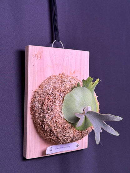 Platycerium willinckii 'Nano' sporeling mounted - NN07