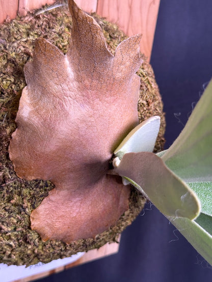P. Akki -Mounted offset from Mother Plant - A-02