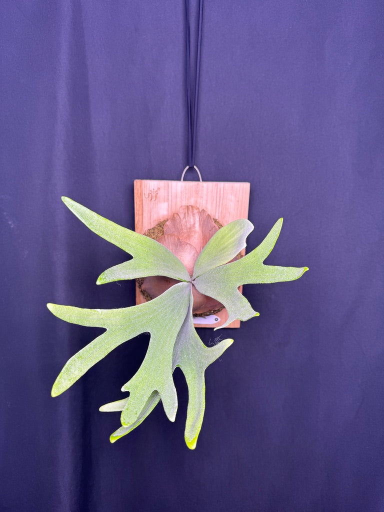 P. bifurcatum 'sp white' - Offset from Mother Plant - SPW-03
