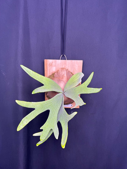 P. bifurcatum 'sp white' - Offset from Mother Plant - SPW-03