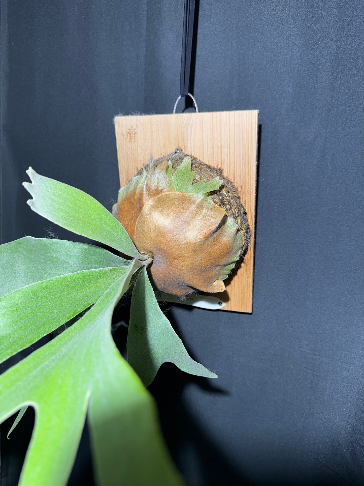 P.'Woot #9' - Offset from Mother Plant - WO9-01