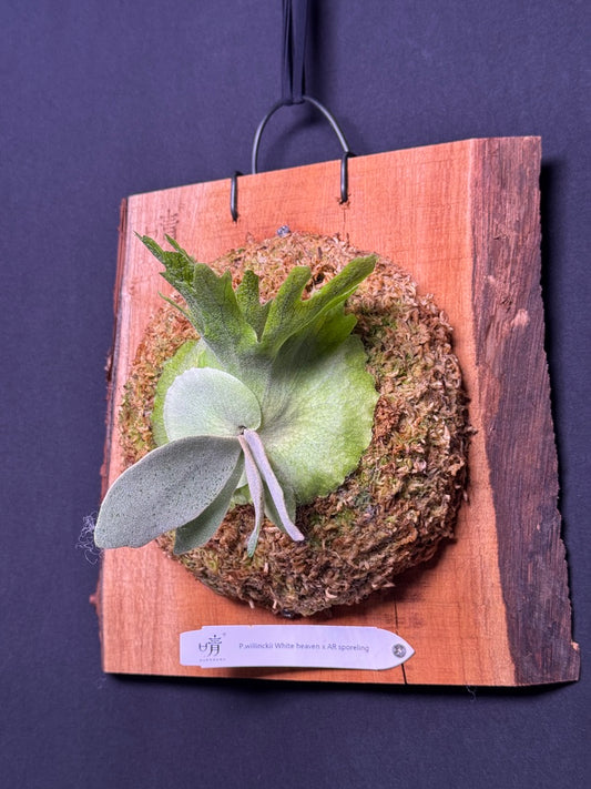 P.willinckii white heaven x AR sporeling  - WA - 01