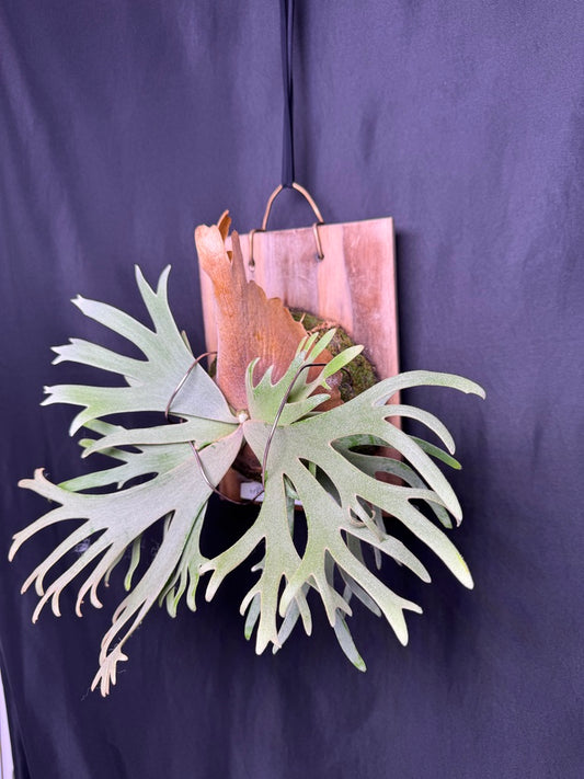 P. willinckii 'Jade Girl' sporeling -  JG-01