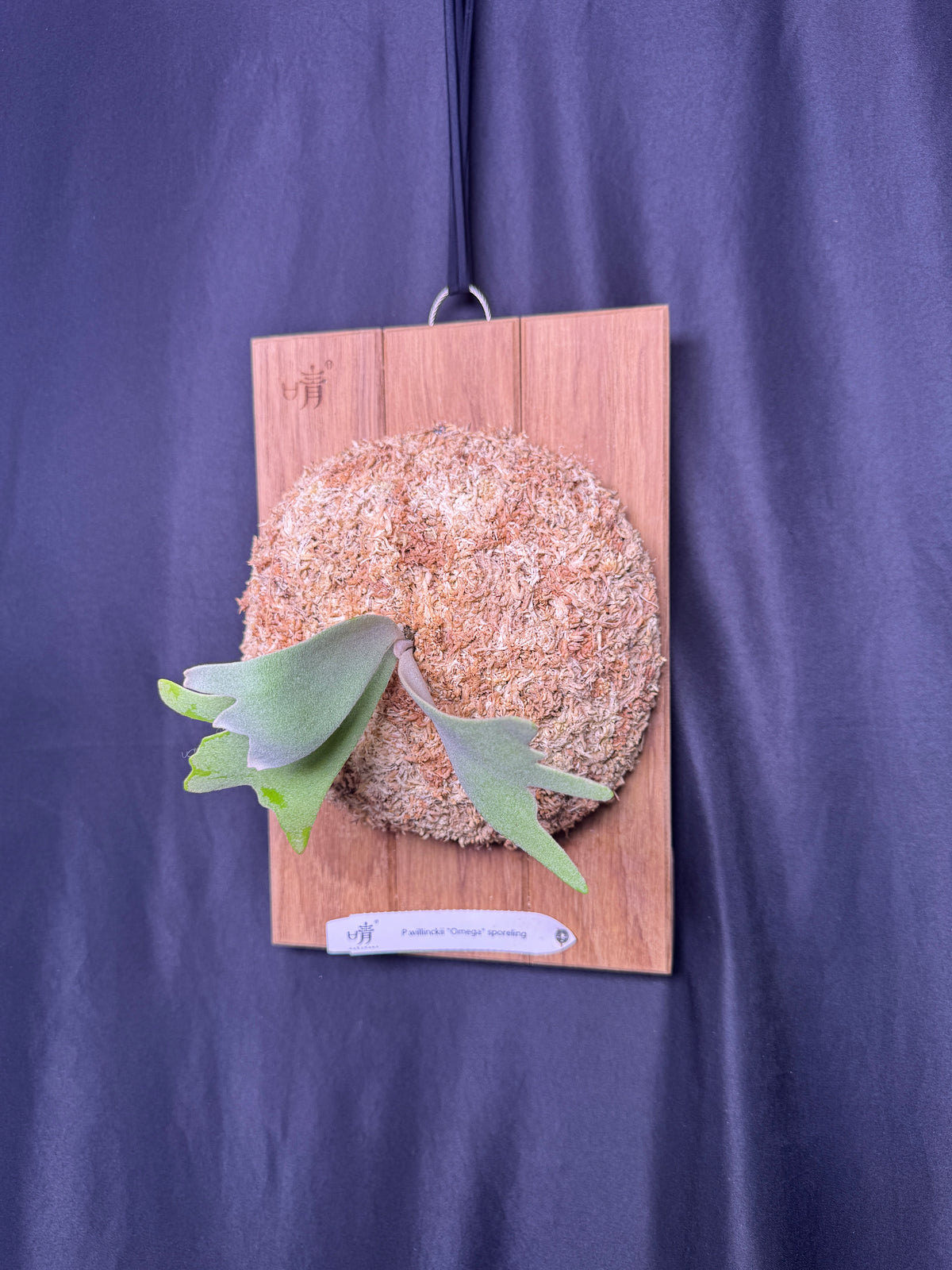 Platycerium willinckii Omega sporeling mounted - OME-03