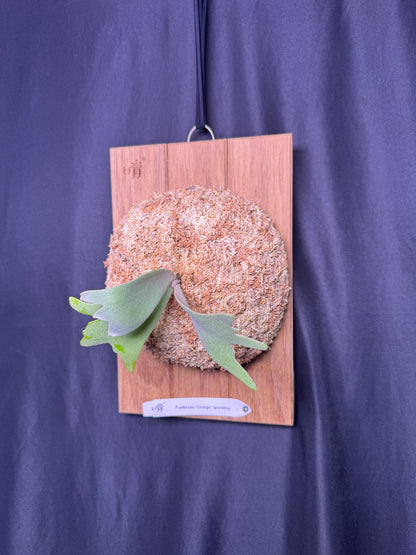 Platycerium willinckii Omega sporeling mounted - OME-03