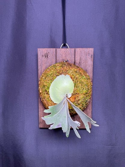 P. willinckii ‘Moonlight’ sporeling  - ML - 02