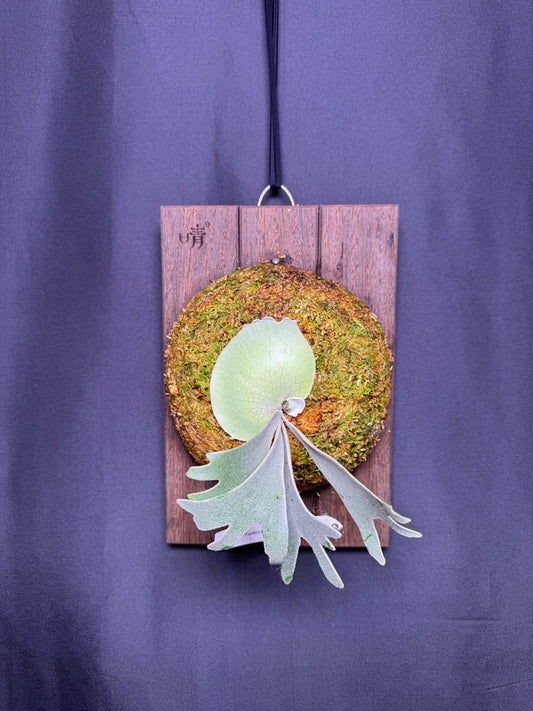P. willinckii ‘Moonlight’ sporeling  - ML - 02