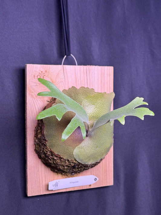 P.popcorn - Offset from Mother Plant - POP-01
