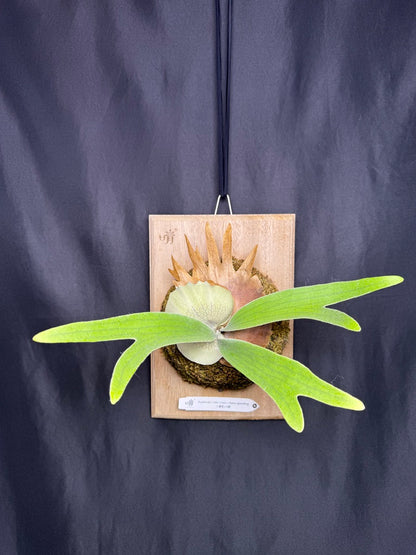 P. willinckii ‘Little Crown’ × ‘Katsu’ sporeling- LK-01