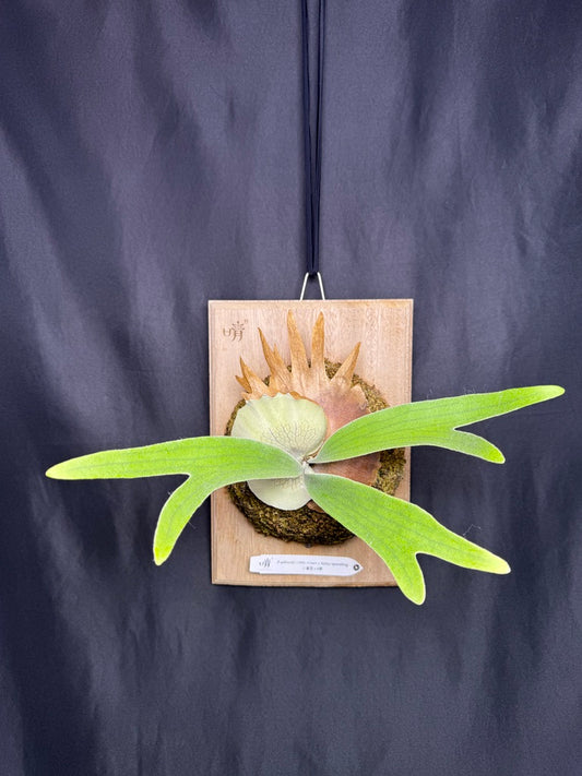 P. willinckii ‘Little Crown’ × ‘Katsu’ sporeling- LK-01