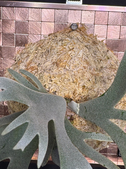 P. willinckii 'Jade Girl' sporeling- JG-22