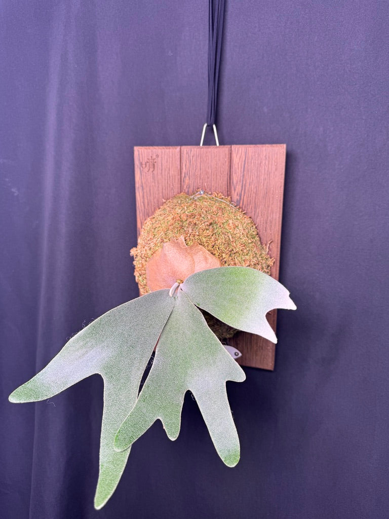 P.  ‘Celso’  - Offset from Mother Plant - CS -01