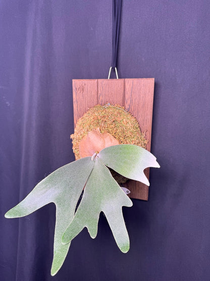 P.  ‘Celso’  - Offset from Mother Plant - CS -01