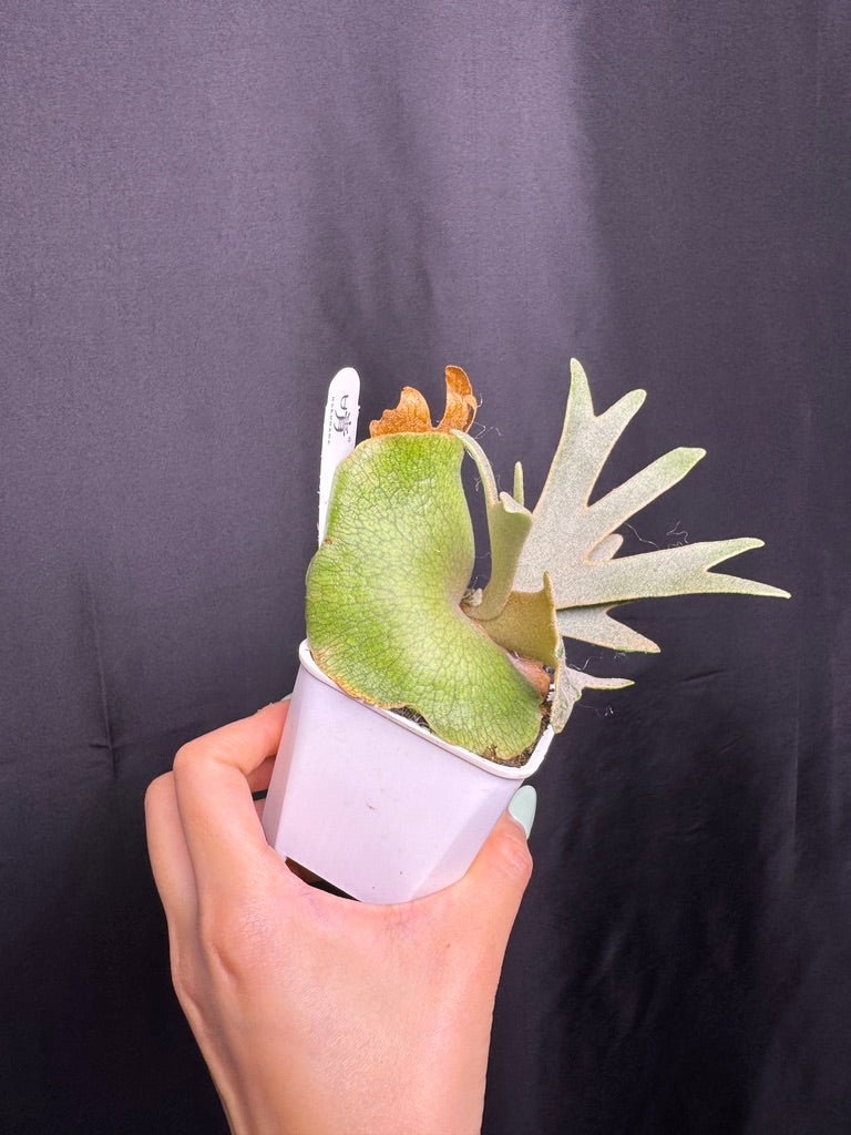 Platycerium Willinckii 'Nano' sporeling potted - NN06
