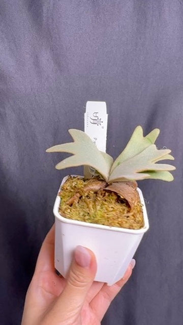 Platycerium Willinckii 'Nano' sporeling potted - NN05