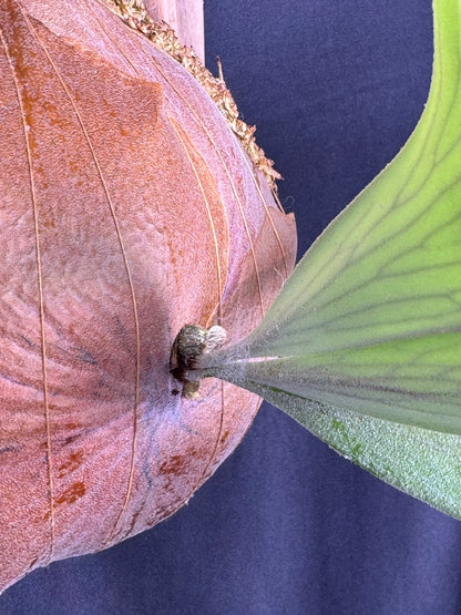 Platycerium bifurcatum 'sp white' - Offset from Mother Plant