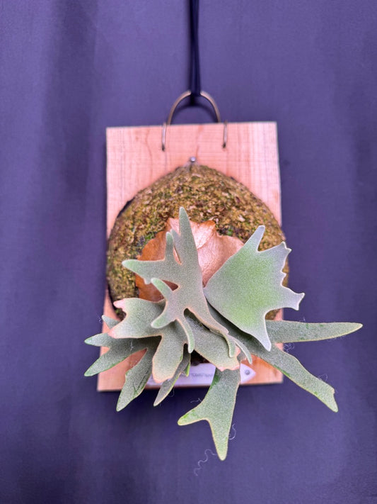 P. willinckii 'OMG' sporeling #OMG-7