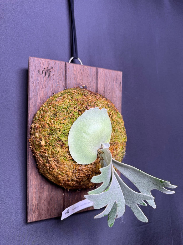 P. willinckii ‘Moonlight’ sporeling  - ML - 02
