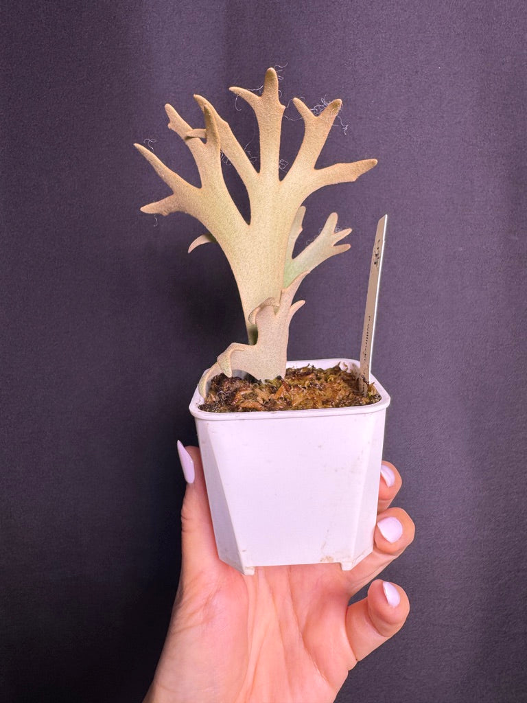 P.willinckii 'Jenny' - Offset from Mother Plant - JEN-03
