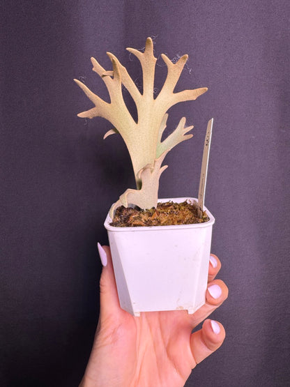 P.willinckii 'Jenny' - Offset from Mother Plant - JEN-03