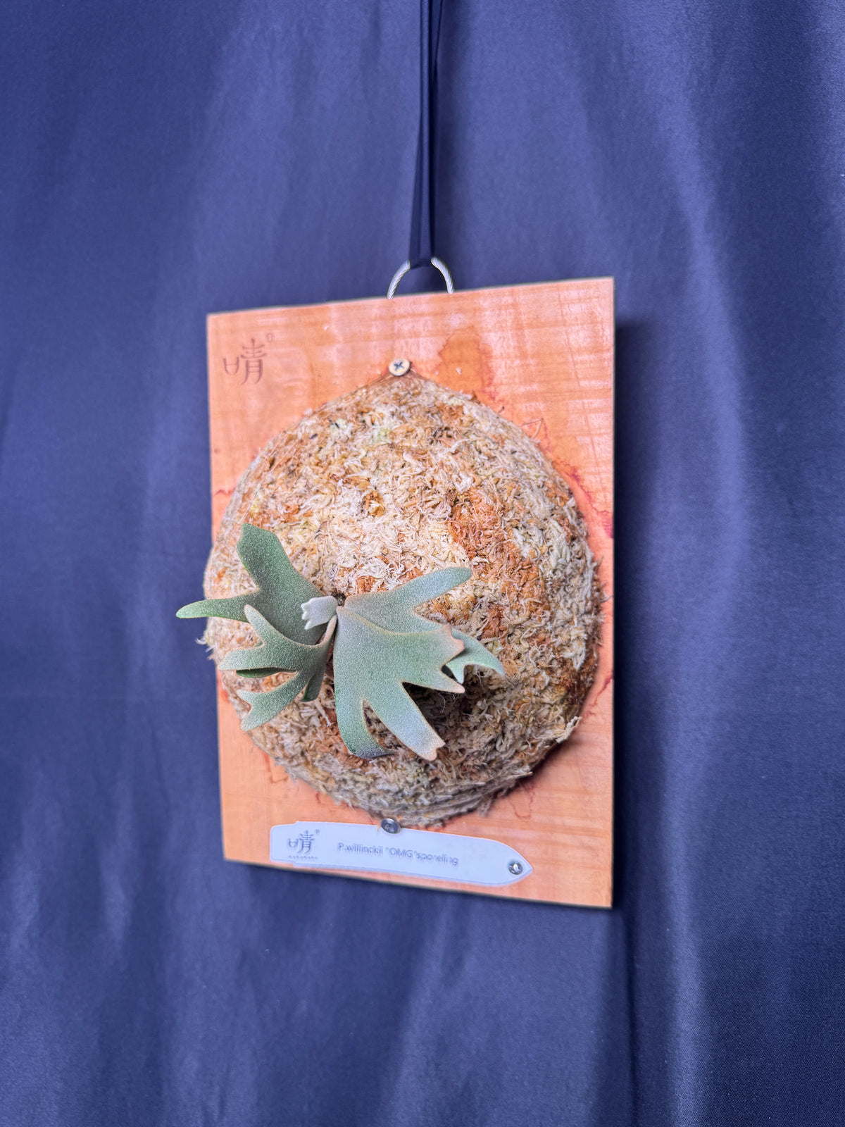 Platycerium Willinckii 'OMG' sporeling mounted - OMG-06