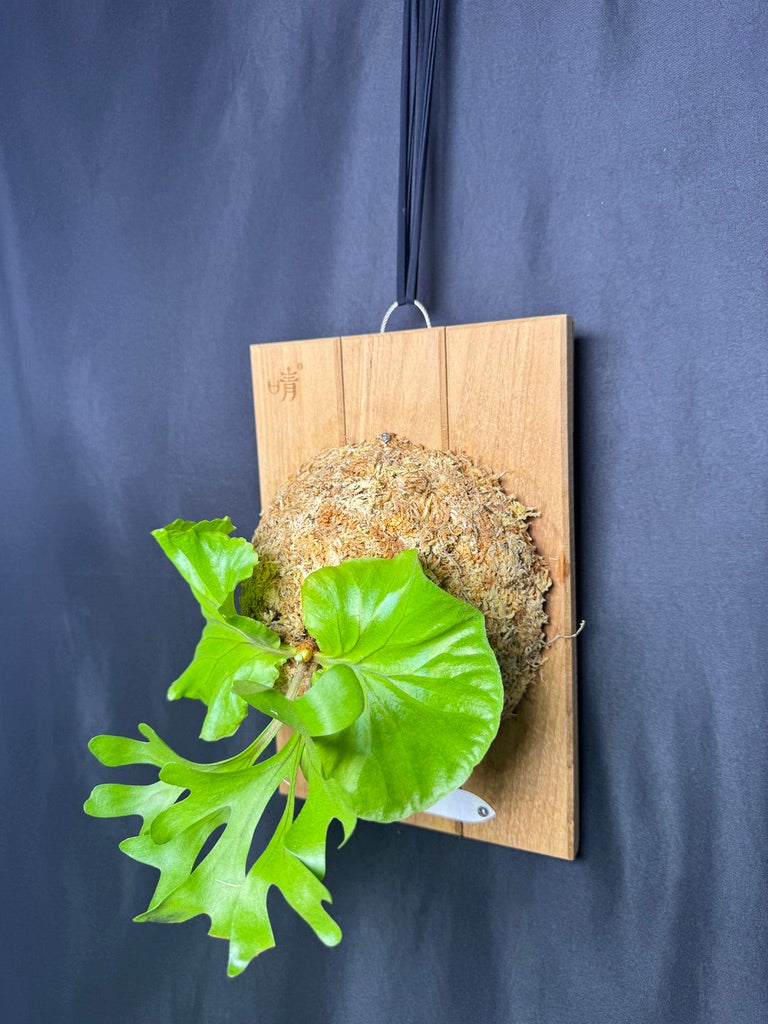 Platycerium ridleyi mounted