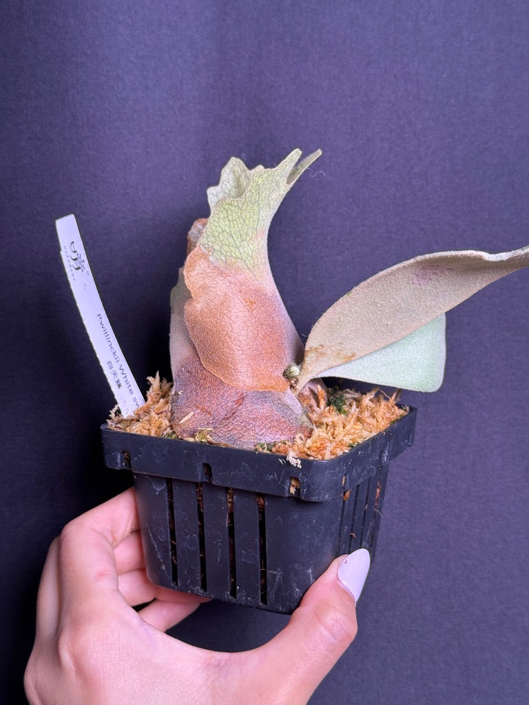 P. willinckii cv. ‘White Swan’ potted - Offset from Mother Plant - WS -02