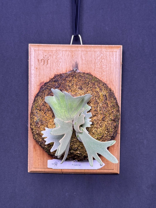 P. willinckii cv.'Gabriel' - Offset from Mother Plant - G-01