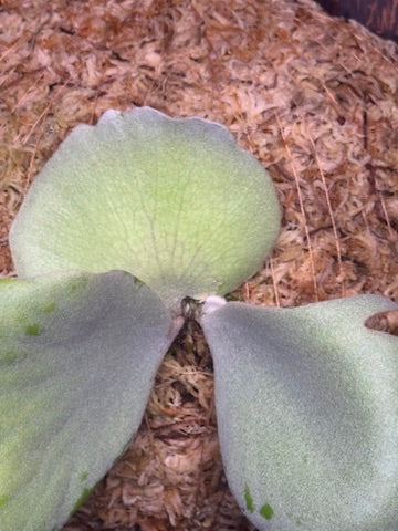 P.willinckii ‘Pearl Queen’ sporeling - PQ-06