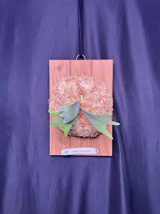 Platycerium willinckii Omega sporeling mounted - OME-03