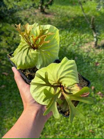 Platycerium ridleyi - Pre-order