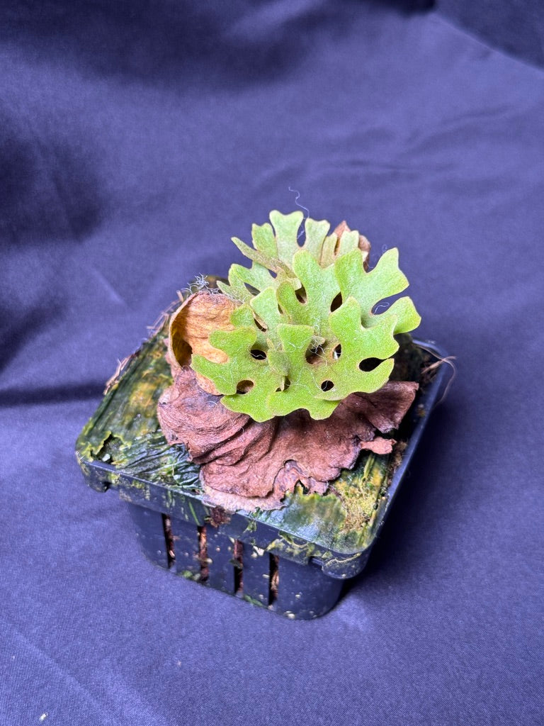 Dwarf Varieties – Haruhana