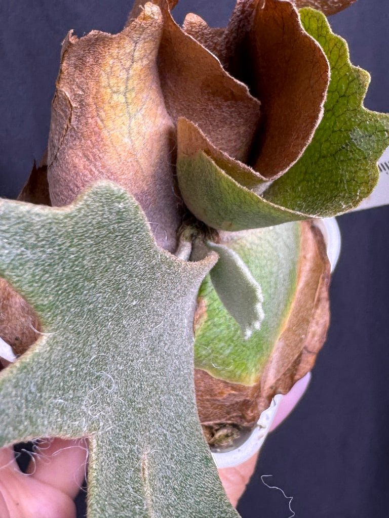Platycerium Willinckii 'OMG' sporeling potted