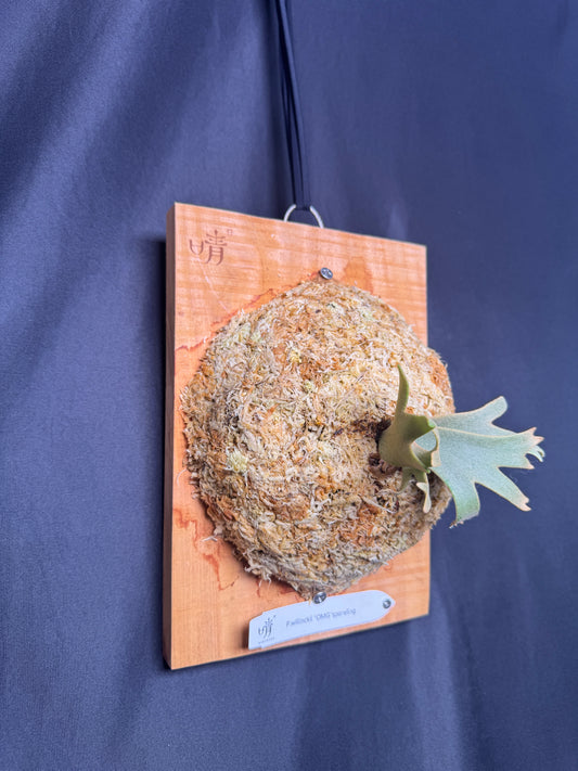 Platycerium Willinckii 'OMG' sporeling mounted - OMG-06