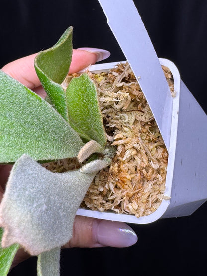 Platycerium 'Unicorn' sporeling potted