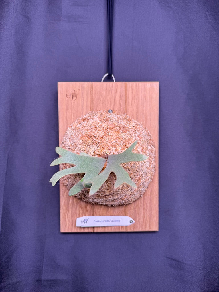 Platycerium Willinckii 'OMG' sporeling mounted - OMG-06