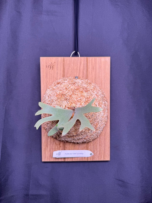 Platycerium Willinckii 'OMG' sporeling mounted - OMG-06