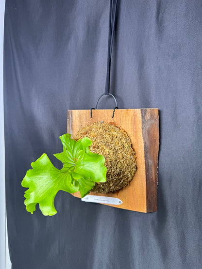 Platycerium ridleyi 'Monkey King' mounted pup -MK03