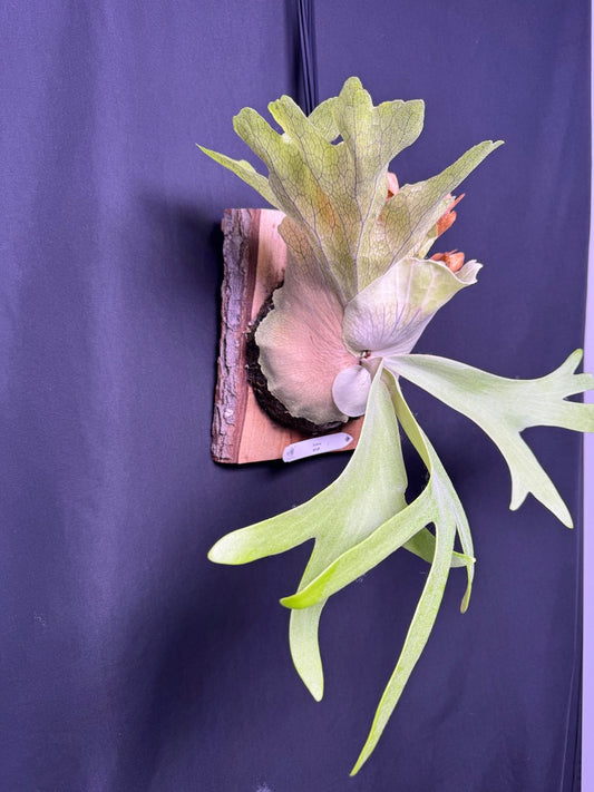 P. willinckii ‘Solana’- SO-01