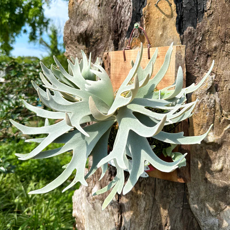 P. willinckii cv.'Gabriel' - Offset from Mother Plant - G-01