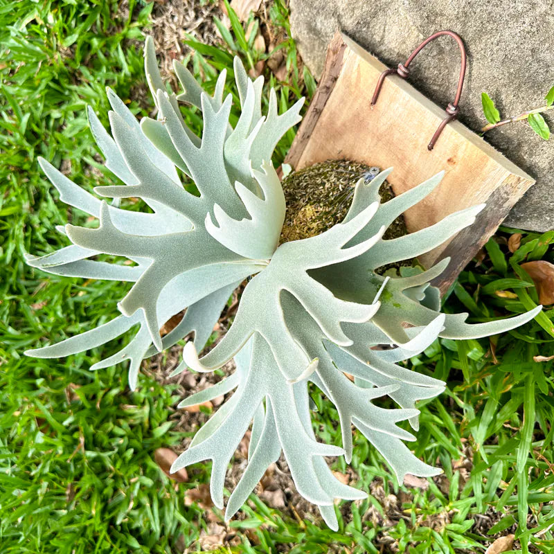 P. willinckii cv.'Gabriel' - Offset from Mother Plant - G-01