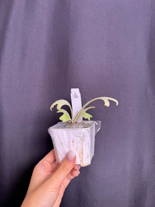 P. Sazanami