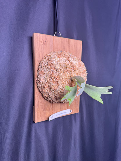 Platycerium willinckii Omega sporeling mounted - OME-03