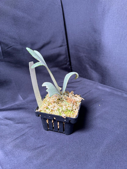 P. willinckii cv.'Gabriel' - Offset from Mother Plant - G-04