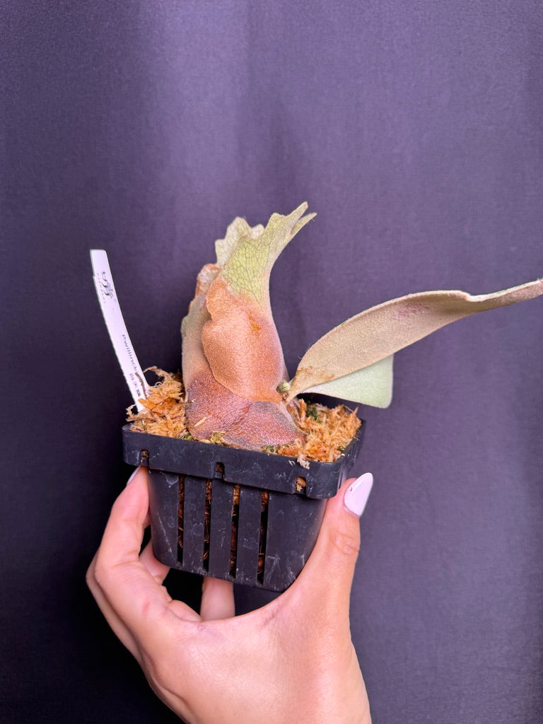 P. willinckii cv. ‘White Swan’ potted - Offset from Mother Plant - WS -02