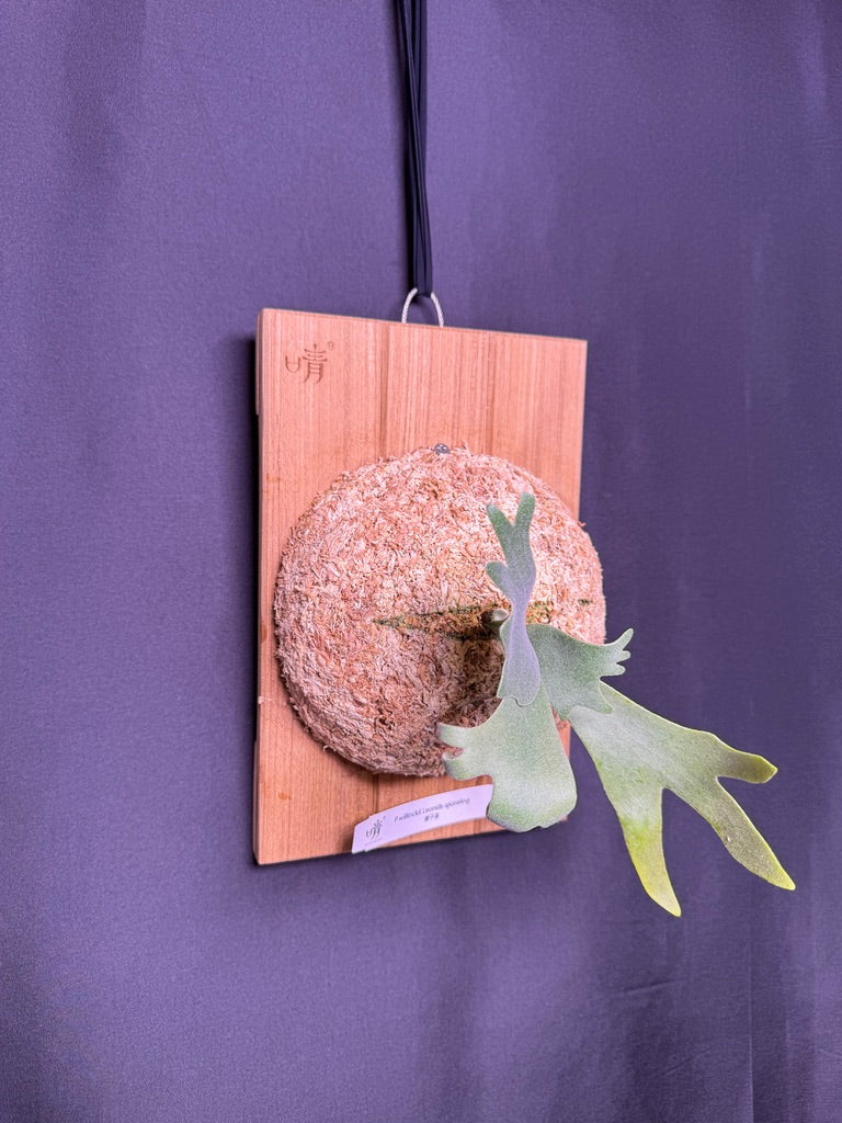 P.willinckii 'Leonids' sporeling - LEO-03