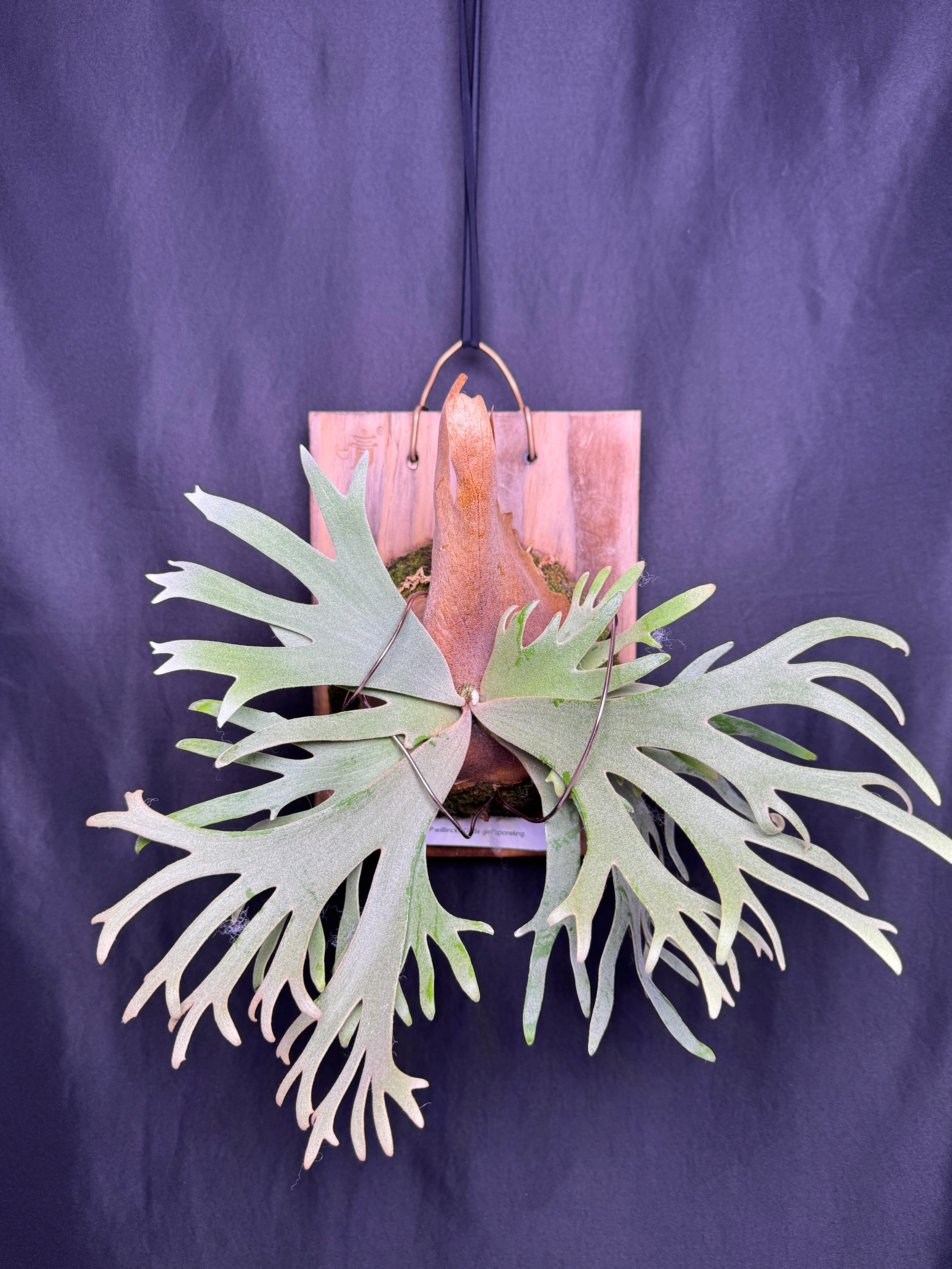 Dwarf Varieties – Haruhana