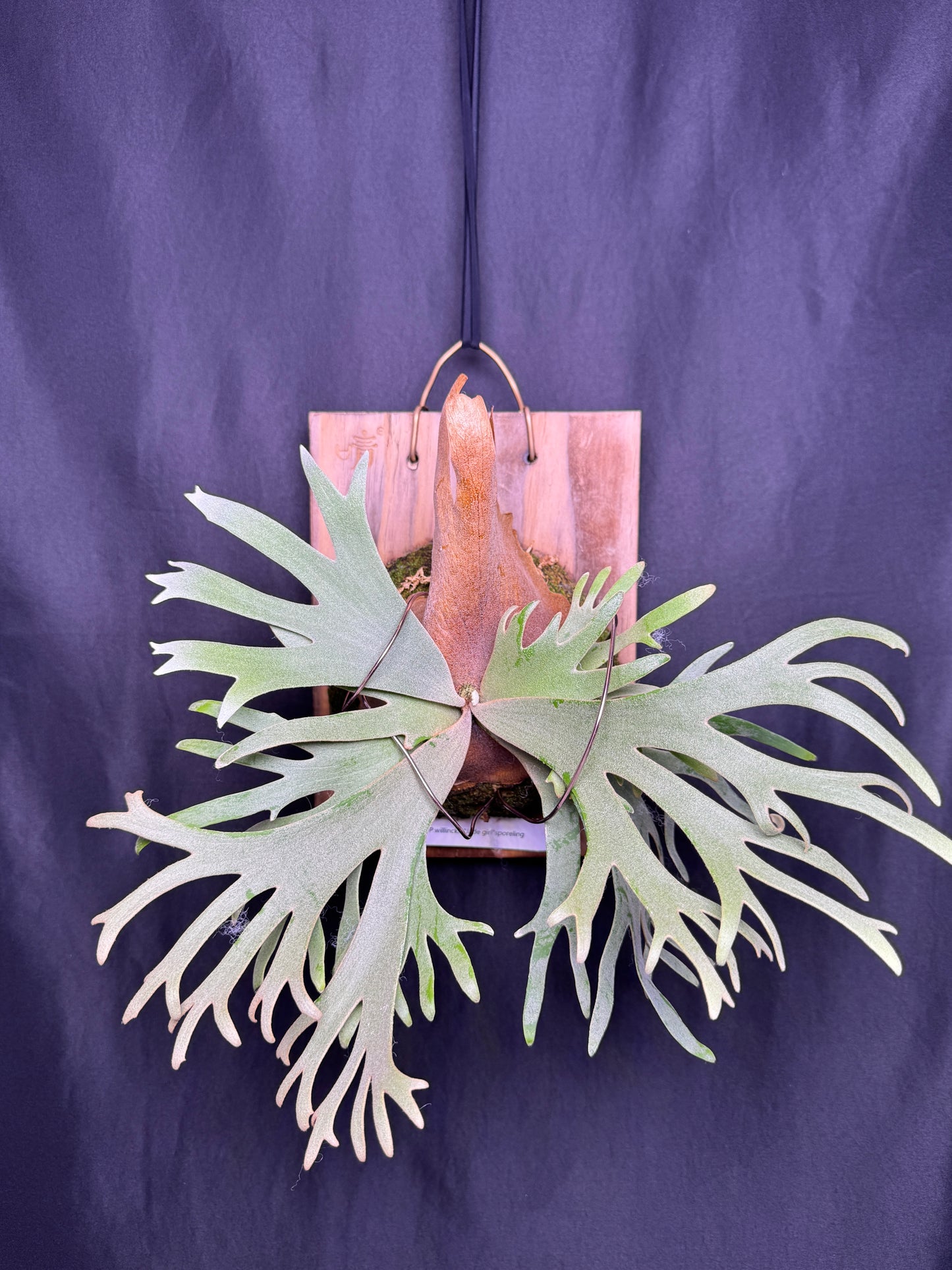 P. willinckii 'Jade Girl' sporeling -  JG-01